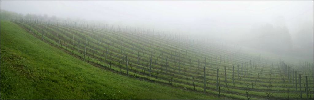 vineyard in fog panoramic
